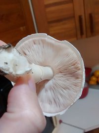 IMG_20201108_174255988.jpg