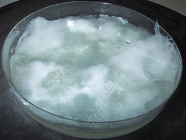 Panaeolus_Cyanescens_micelio-agar.jpg