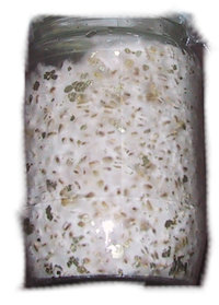 Panaeolus_Cyanescens_micelio.jpg