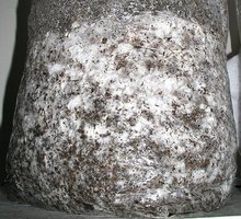 Panaeolus_Cyanescens_micelio01.jpg