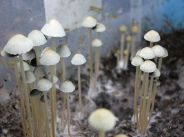 Panaeolus_Cyanescens01.jpg