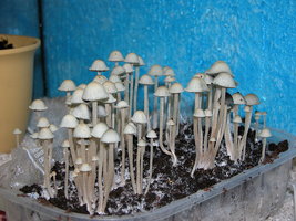 Panaeolus_Cyanescens02.jpg