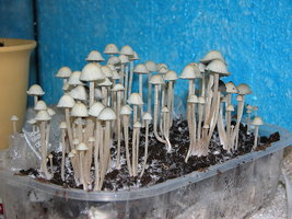 Panaeolus_Cyanescens03.jpg