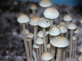 Panaeolus_Cyanescens05.jpg