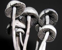 Panaeolus_Cyanescens06.jpg