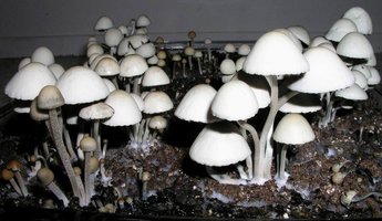 Panaeolus_Cyanescens07.jpg