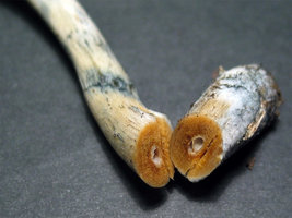 azures_estipe01.jpg