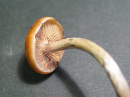 azures_veu01.jpg