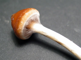 azures_veu02.jpg