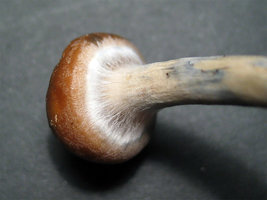 azures_veu03.jpg