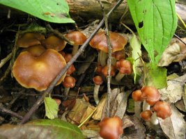 cyanescens01.jpg
