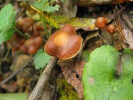 cyanescens02.jpg