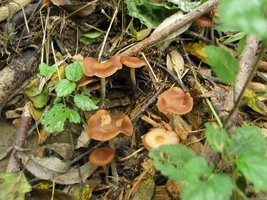 cyanescens03.jpg