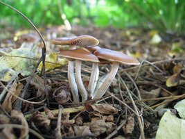 cyanescens04.jpg
