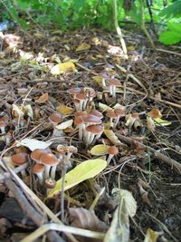 cyanescens05.jpg