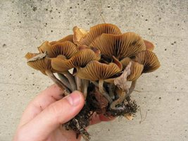 cyanescens06.jpg