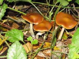 cyanescens07.jpg
