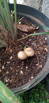 IMG-20201111-WA0005.jpg