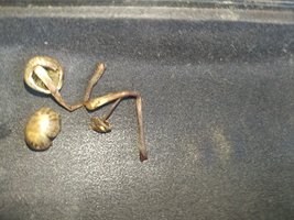 IMG_20201114_160216.jpg