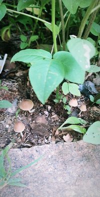 IMG_20201112_172957_434.jpg