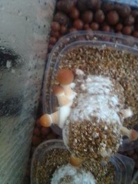 IMG_20201115_131024.jpg