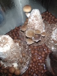 IMG_20201116_235826.jpg