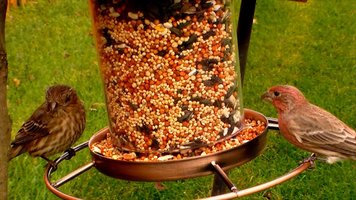 Cultivo de Psilocybe cubensis com sementes para pássaros - outra fórmula