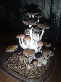 IMG_20201119_212540.jpg