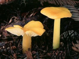 Hygrocybe_flavescens(ms-01).jpg