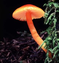 Hygrocybe_miniata(ms-01).jpg