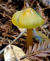 Hygrocybe_olivaceoniger(mgw-01).jpg