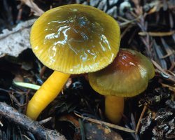 Hygrocybe_psittacina(mgw-02).jpg