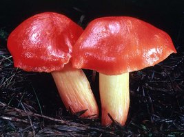 Hygrocybe_punicea(tfl-s123-09).jpg