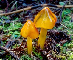 Hygrocybe_singeri(mgw-01).jpg