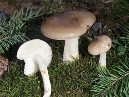 Hygrophorus_agathosmus(fs-01).jpg