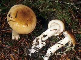 Hygrophorus_bakerensis(mgw-01).jpg