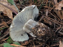 Hygrophorus_caeruleus(bk-01).jpg