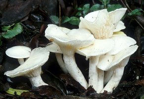 Hygrophorus_eburneus(mgw-03).jpg