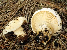 Hygrophorus_gliocyclus(fs-02).jpg