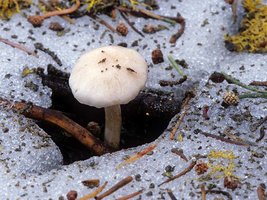 Hygrophorus_goetzii(mgw-01).jpg