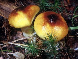 Hygrophorus_hypothejus(mgw-01).jpg