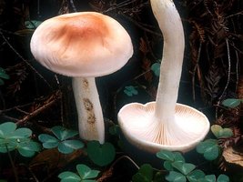 Hygrophorus_pudorinus(mgw-01).jpg