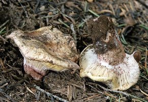 Hygrophorus_purpurascens(mgw-03).jpg