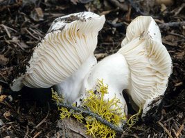 Hygrophorus_subalpinus(mgw-01).jpg