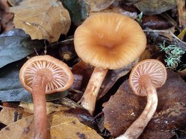 Laccaria_laccata(fs-01).jpg