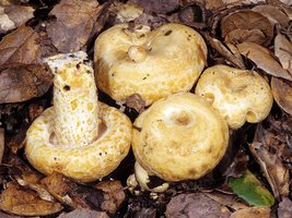 Lactarius_alnicola(mgw-02).jpg