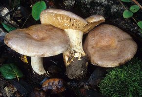 Lactarius_argillaceifolius(mgw-06).jpg