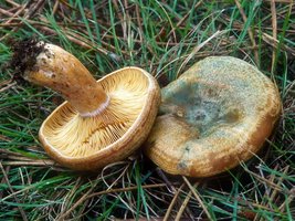 Lactarius_deliciosus(mgw-06).jpg