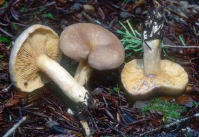 Lactarius_pallescens(mgw-05).jpg