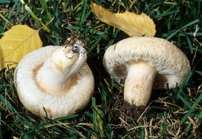 Lactarius_pubescens(fs-01).jpg